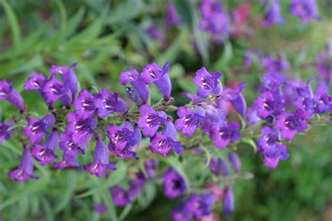 purple flowers with tiny white.